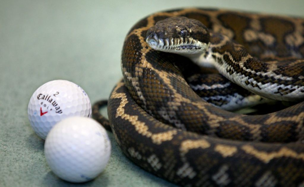 Callaway was operated on after he swallowed golf balls that he believed to be eggs. Callaway was operated on after he swallowed golf balls that he believed to be eggs.