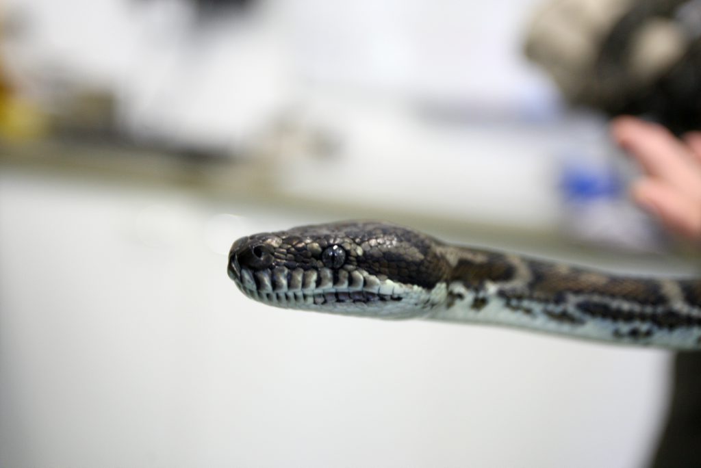 Police intercepted a man with a python on a city train. Police intercepted a man with a python on a city train.