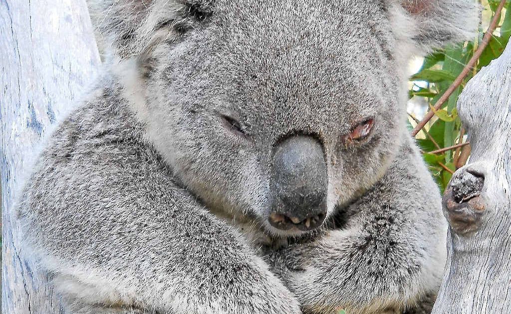 Koalas have got the nod over a supermarket at Pottsville, but some businesses aren’t happy. Koalas have got the nod over a supermarket at Pottsville, but some businesses aren’t happy.