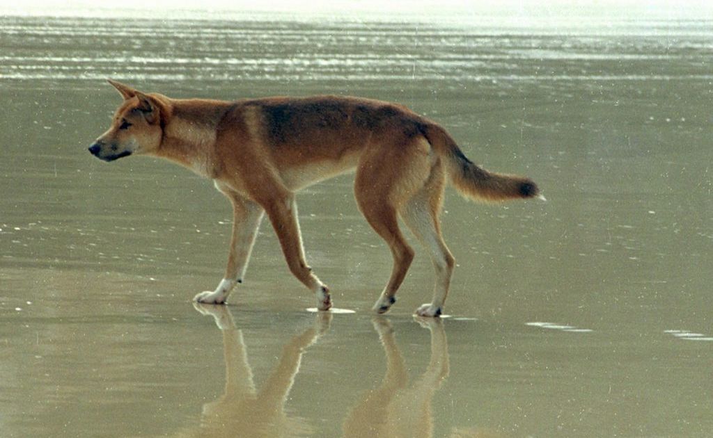 Dingoes have savaged tourists in three separate incidents on Fraser Island in the past eight days. Dingoes have savaged tourists in three separate incidents on Fraser Island in the past eight days.