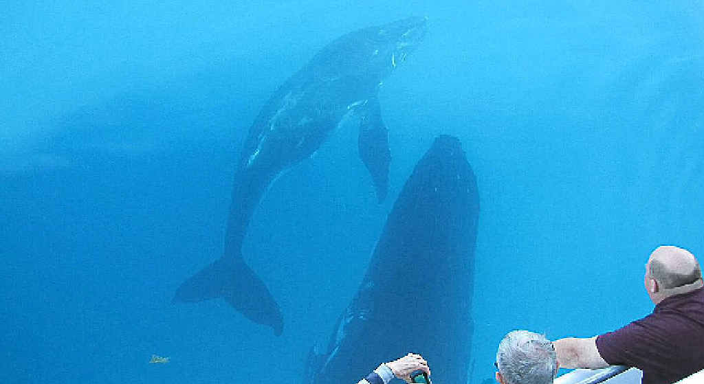 The first humpback whales to start their annual journey have been spotted moving north. More than 15,000 whales are expected to pass Hervey Bay this year. The first humpback whales to start their annual journey have been spotted moving north. More than 15,000 whales are expected to pass Hervey Bay this year.