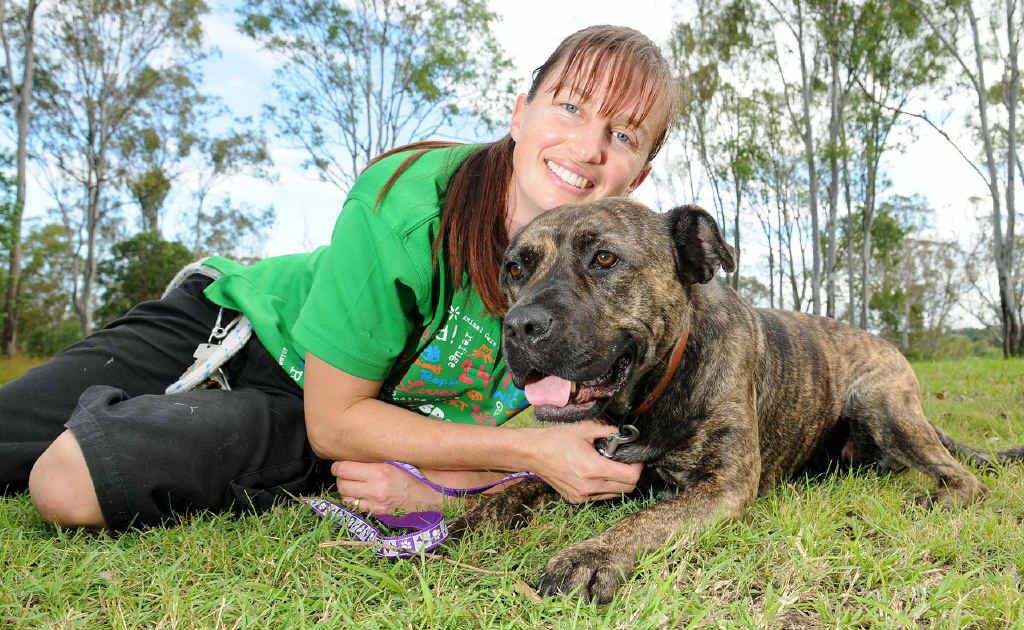 RSPCA worker Vanessa Richardson with Tia the bull mastif who is excited about the Million Paws Walk. RSPCA worker Vanessa Richardson with Tia the bull mastif who is excited about the Million Paws Walk.