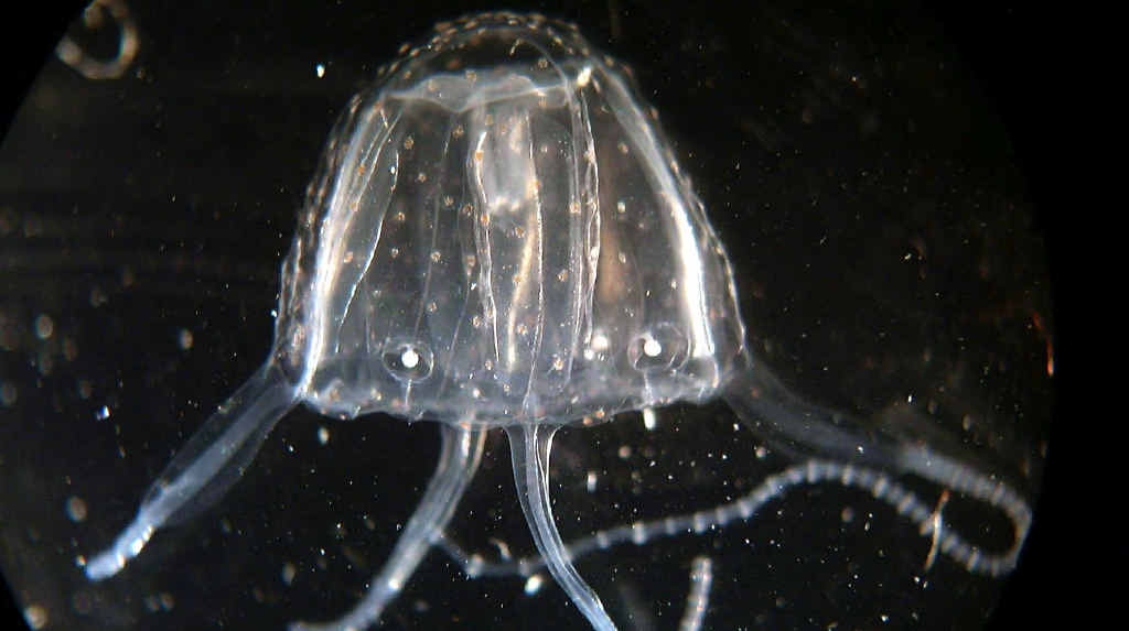 Irukandji jellyfish are in our waters. Irukandji jellyfish are in our waters.