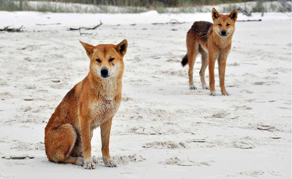 Dingoes on Fraser Island have been monitored thanks to a GPS device on their collars. Dingoes on Fraser Island have been monitored thanks to a GPS device on their collars.