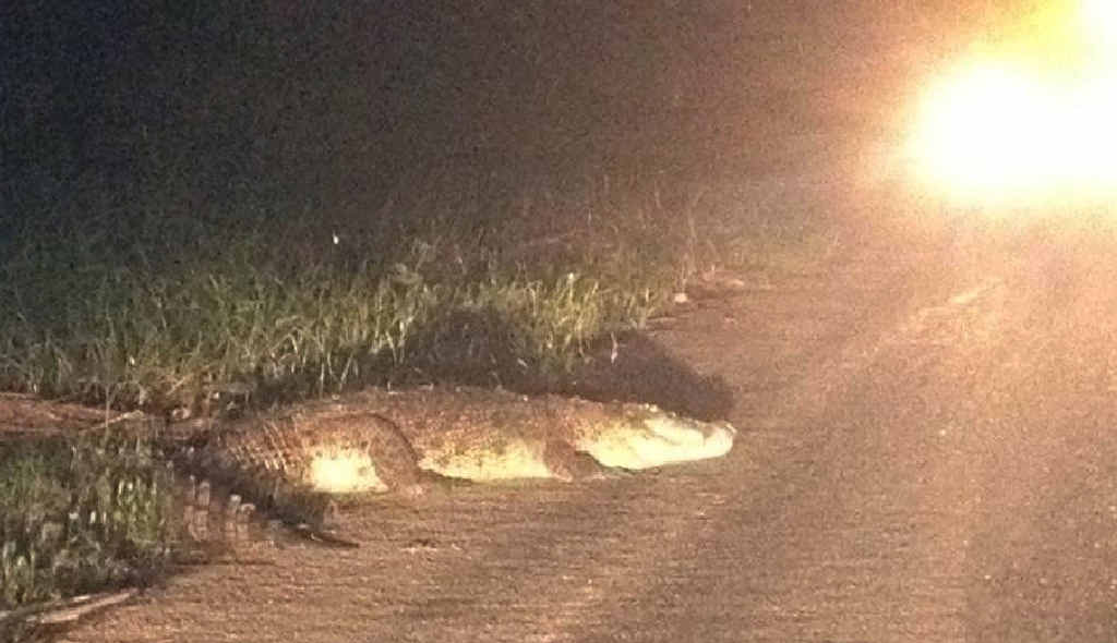 A crocodile on Neills Rd at Habana, just past Reliance Creek, greets drivers. The snappy croc lashed out at one vehicle and posed for a photo for another motorist. A crocodile on Neills Rd at Habana, just past Reliance Creek, greets drivers. The snappy croc lashed out at one vehicle and posed for a photo for another motorist.