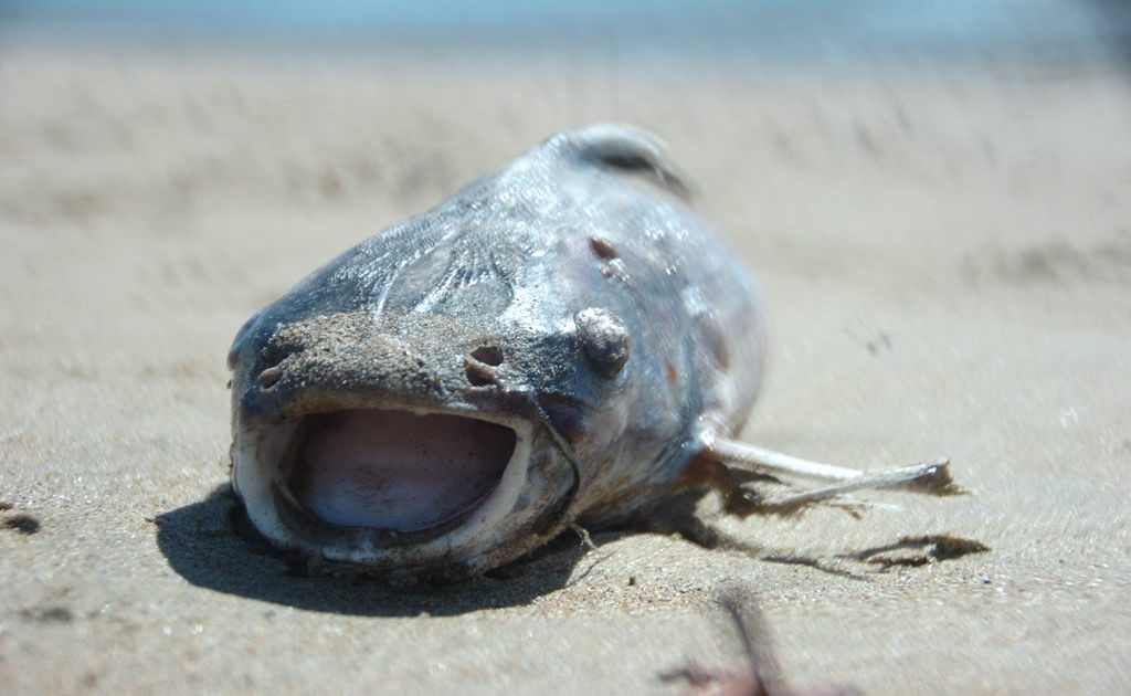 More than 100 dead catfish have been found at the Boyne River Mouth in recent days. Photo David Sparkes / The Observer More than 100 dead catfish have been found at the Boyne River Mouth in recent days. Photo David Sparkes / The Observer