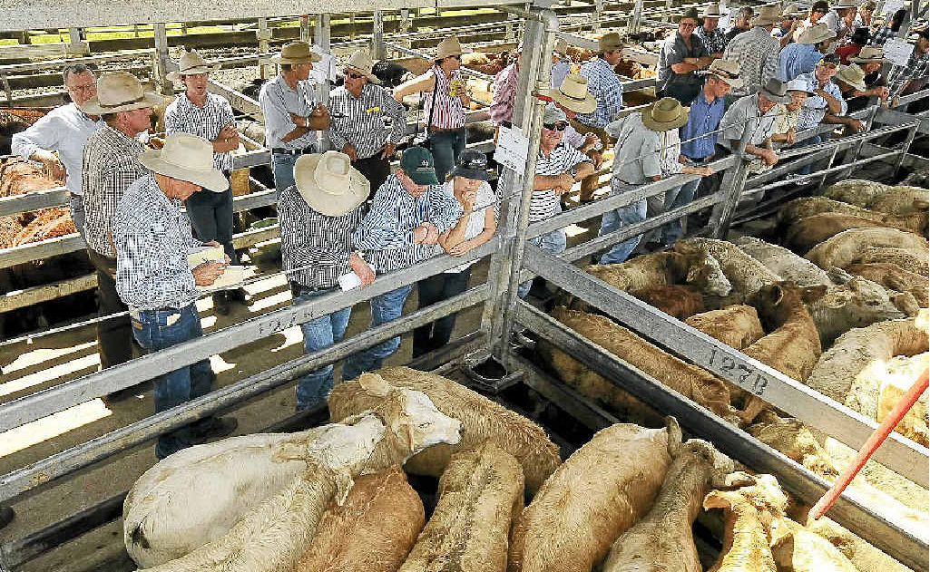 Buyers check out the cattle on offer at the 37th annual two day weaner and grower steers sale at Casino on Friday. Buyers check out the cattle on offer at the 37th annual two day weaner and grower steers sale at Casino on Friday.