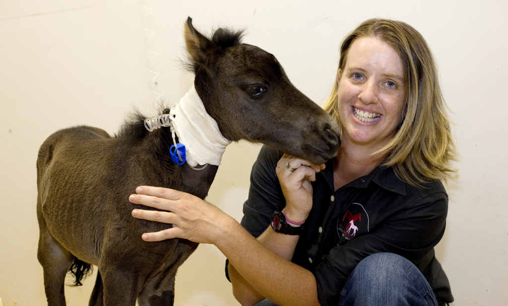 Lockyer Valley vet Dr Louise Cosgrove attended to dozens of horses during the 2011 flood. Lockyer Valley vet Dr Louise Cosgrove attended to dozens of horses during the 2011 flood.