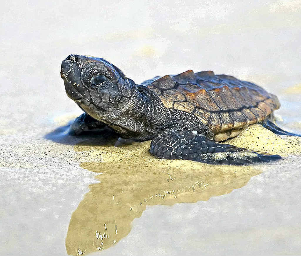 CUTE CREATURES: Keen turtle watchers are being encouraged to book early to see these creatures in the wild. CUTE CREATURES: Keen turtle watchers are being encouraged to book early to see these creatures in the wild.