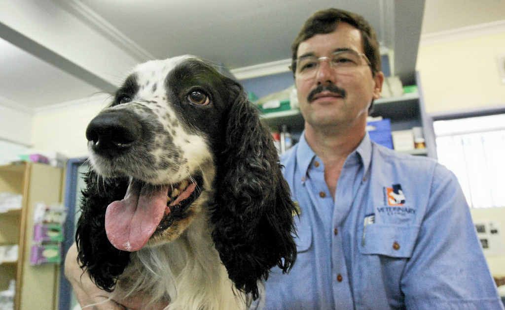 Tessa the English Springer spaniel with Rockhampton Veterinary Clinic’s Dr Barrett Hasell who is warning dog owners about the heartworm outbreak. Tessa the English Springer spaniel with Rockhampton Veterinary Clinic’s Dr Barrett Hasell who is warning dog owners about the heartworm outbreak.