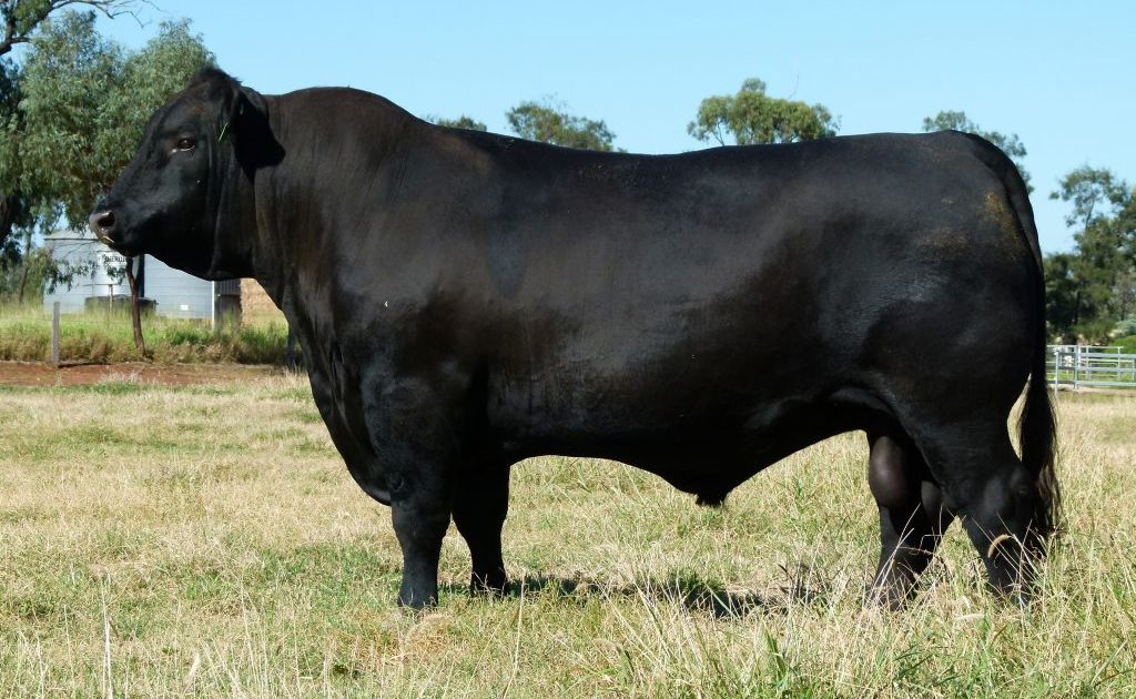 A 31 month old Angus bull bred and owned by the Raff family from Drillham won the Supreme Angus Exhibit title at this year's Sydney Royal Easter Show. A 31 month old Angus bull bred and owned by the Raff family from Drillham won the Supreme Angus Exhibit title at this year's Sydney Royal Easter Show.
