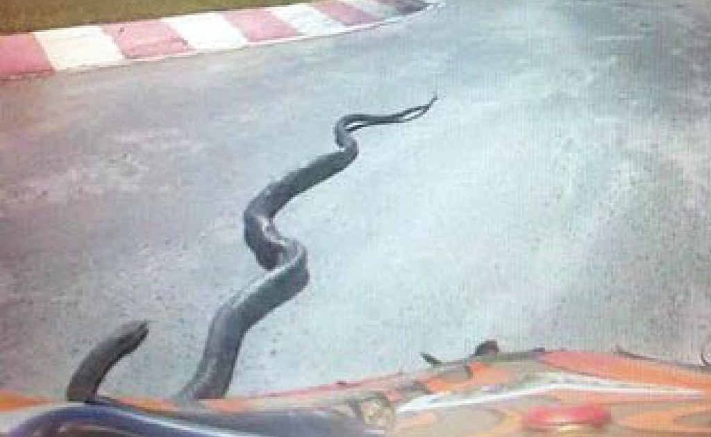 A king brown snake slithers across the track at the Queensland titles in Gladstone. A king brown snake slithers across the track at the Queensland titles in Gladstone.