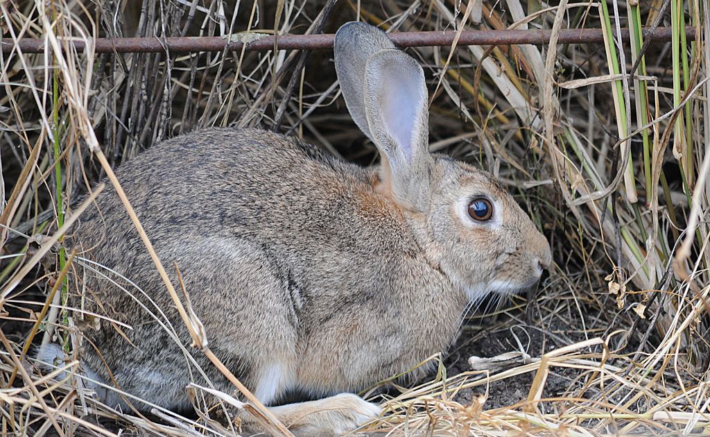 No plan to relax bunny ban in Queensland Sunshine Coast Daily