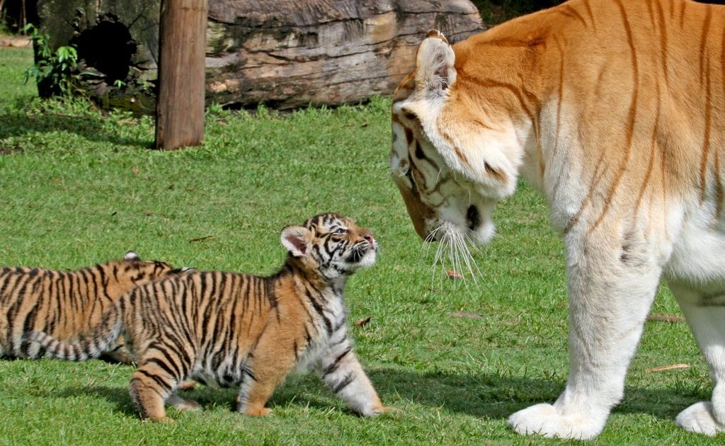 Dreamworld's six-week-old tiger cubs meet their new Dreamworld's six-week-old tiger cubs meet their new