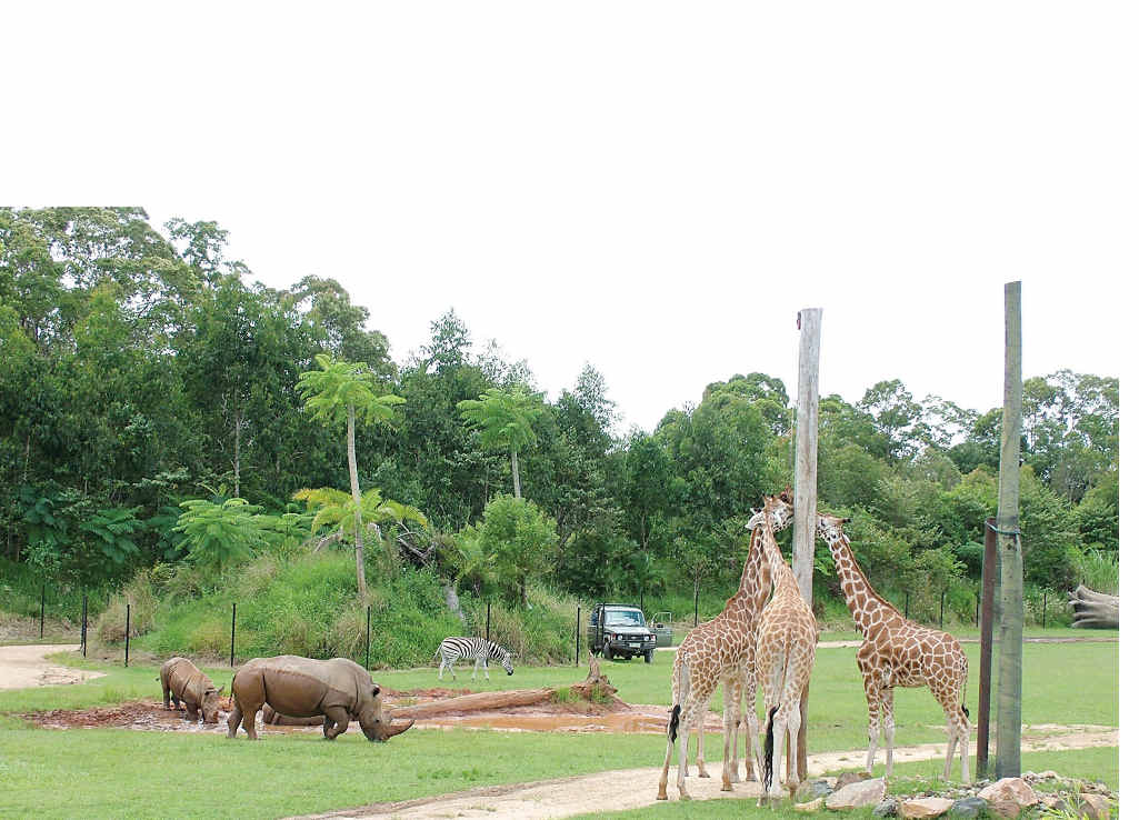 EXOTIC RESIDENTS: Rhinos, giraffes and zebras have made their home in the new African exhibit at Australia Zoo. EXOTIC RESIDENTS: Rhinos, giraffes and zebras have made their home in the new African exhibit at Australia Zoo.