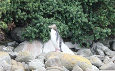 A hoiho on the shoreline.
A hoiho on the shoreline.