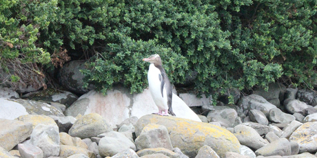 A hoiho on the shoreline.
A hoiho on the shoreline.