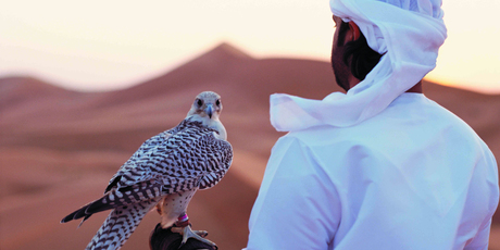 A falcon in the Abu Dhabi desert.
A falcon in the Abu Dhabi desert.
