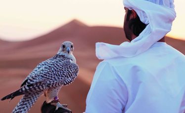 A falcon in the Abu Dhabi desert.
A falcon in the Abu Dhabi desert.