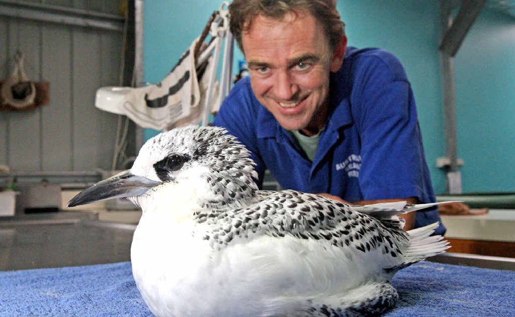 Keith Williams with the red tail tropicbird that found its way to Tenterfield. Keith Williams with the red tail tropicbird that found its way to Tenterfield.
