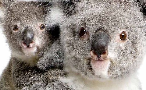 Koalas. Koalas.