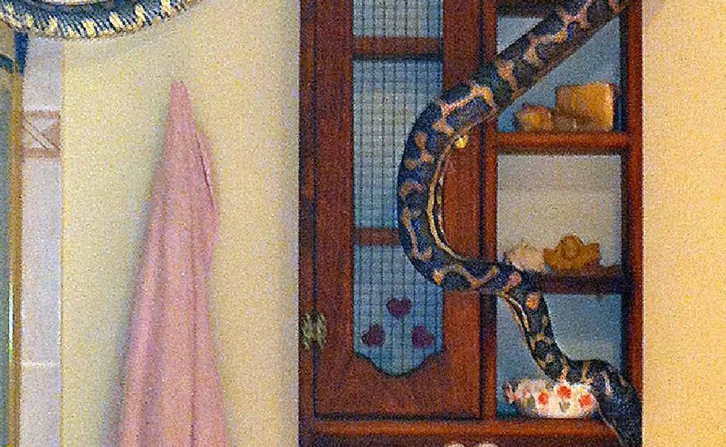 The three-metre python Elise Barry found slithering around her bathroom. The three-metre python Elise Barry found slithering around her bathroom.