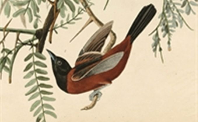 'Nest The Art of Birds' is a delightful, must-read. 'Nest The Art of Birds' is a delightful, must-read.