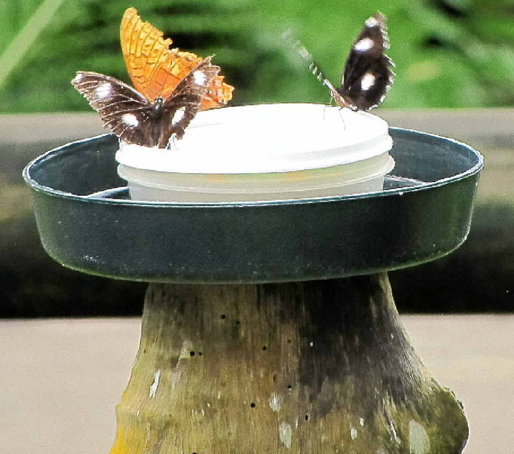 COLOUR EXPLOSION: The delicate beauty of the residents of The Australian Butterfly Sanctuary. COLOUR EXPLOSION: The delicate beauty of the residents of The Australian Butterfly Sanctuary.
