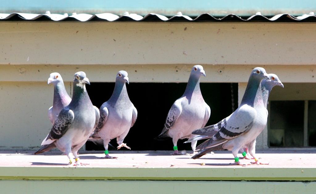 A Pottsville man reckons we should eat pesky pigeons. A Pottsville man reckons we should eat pesky pigeons.