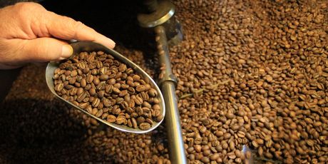 Checking the roast on coffee beans at Atiu Coffee. Checking the roast on coffee beans at Atiu Coffee.