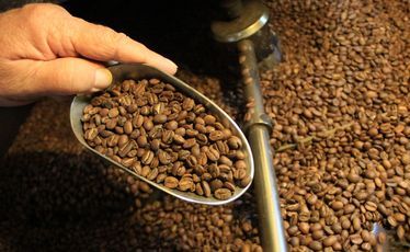 Checking the roast on coffee beans at Atiu Coffee. Checking the roast on coffee beans at Atiu Coffee.