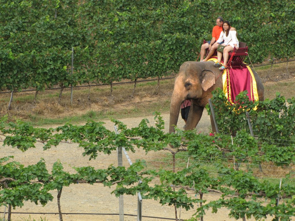 Elephant ride through the vineyard. Elephant ride through the vineyard.