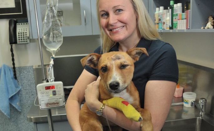 Melanie Irvine from Nicklin Way Vet Surgery with a puppy that was mauled by a rottweiler at Wurtulla Beach. Melanie Irvine from Nicklin Way Vet Surgery with a puppy that was mauled by a rottweiler at Wurtulla Beach.
