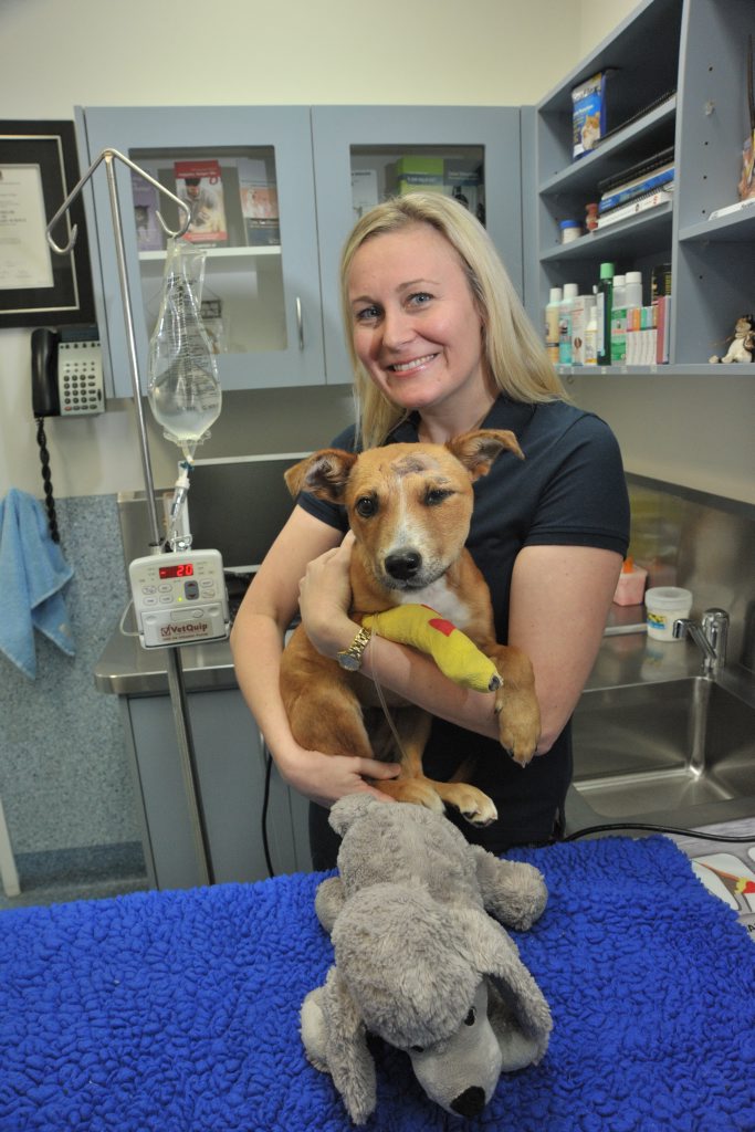 Melanie Irvine from Nicklin Way Vet Surgery with a puppy that was mauled by a rottweiler at Wurtulla Beach. Melanie Irvine from Nicklin Way Vet Surgery with a puppy that was mauled by a rottweiler at Wurtulla Beach.