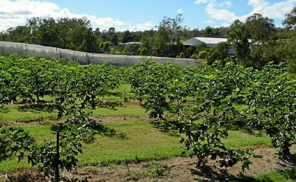 LOTS OF FRUIT: ‘The Orchard’ is a productive fruit property located 10 minutes outside of Gatton. Photo Contributed LOTS OF FRUIT: ‘The Orchard’ is a productive fruit property located 10 minutes outside of Gatton. Photo Contributed