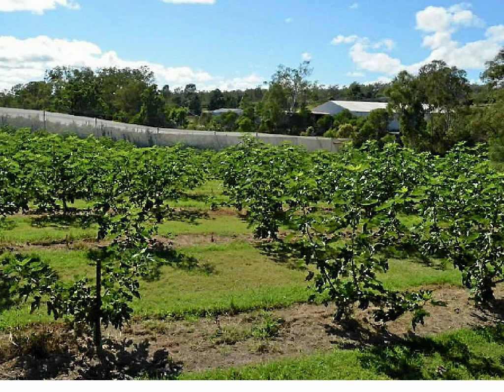 LOTS OF FRUIT: ‘The Orchard’ is a productive fruit property located 10 minutes outside of Gatton. Photo Contributed LOTS OF FRUIT: ‘The Orchard’ is a productive fruit property located 10 minutes outside of Gatton. Photo Contributed