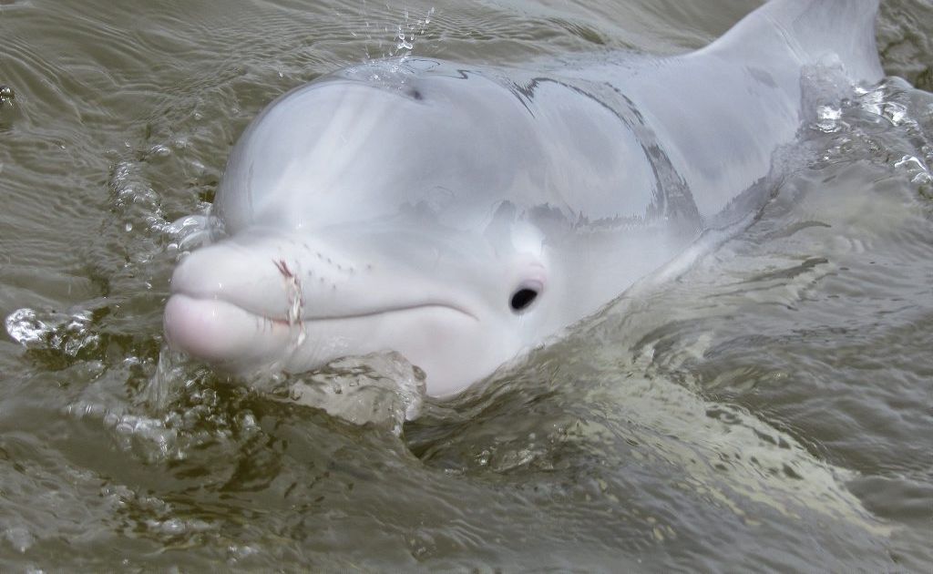Baby dolphin at Tin Can Bay Baby dolphin at Tin Can Bay