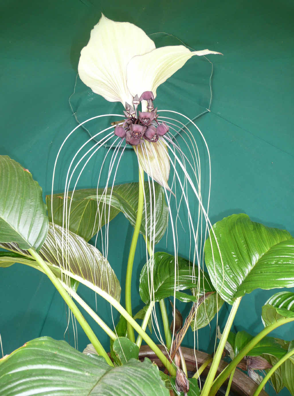The gorgeous bat plant on our neighbour’s veranda. The gorgeous bat plant on our neighbour’s veranda.