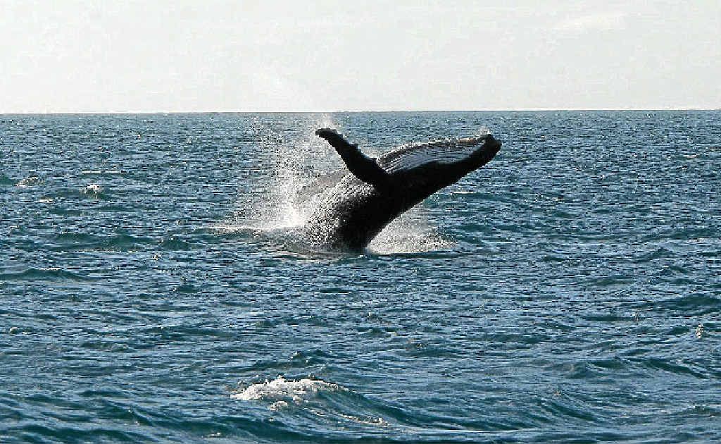 Humpack whales could be a regular sight on the Sunshine Coast. Humpack whales could be a regular sight on the Sunshine Coast.