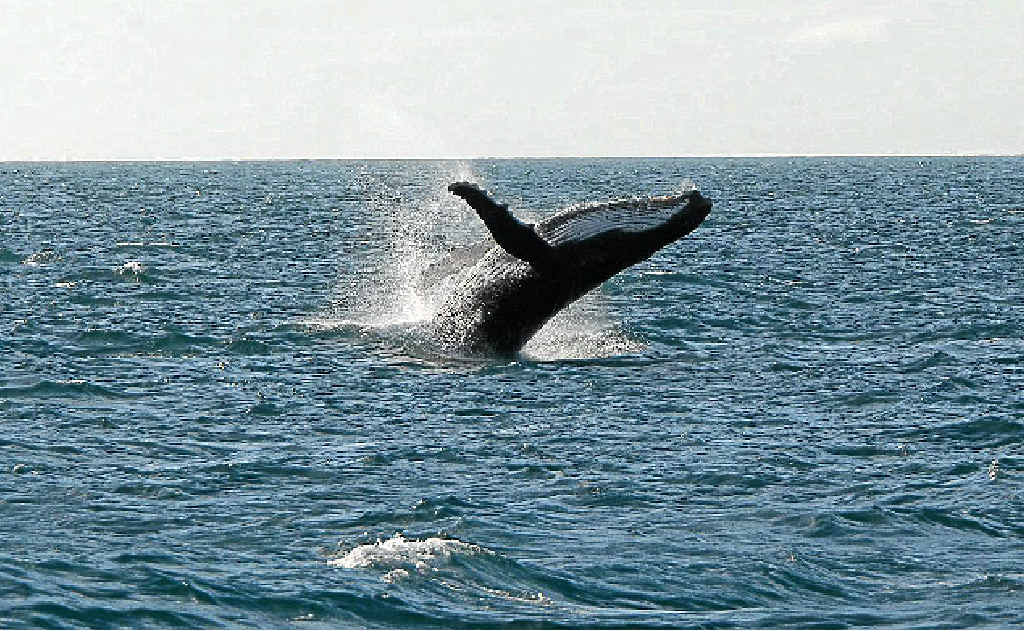 Humpack whales could be a regular sight on the Sunshine Coast. Humpack whales could be a regular sight on the Sunshine Coast.