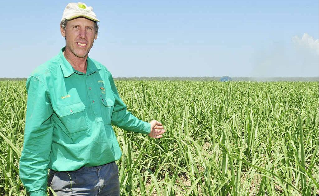 Cane farmer David Petersen on his property near Nikenbah. Cane farmer David Petersen on his property near Nikenbah.