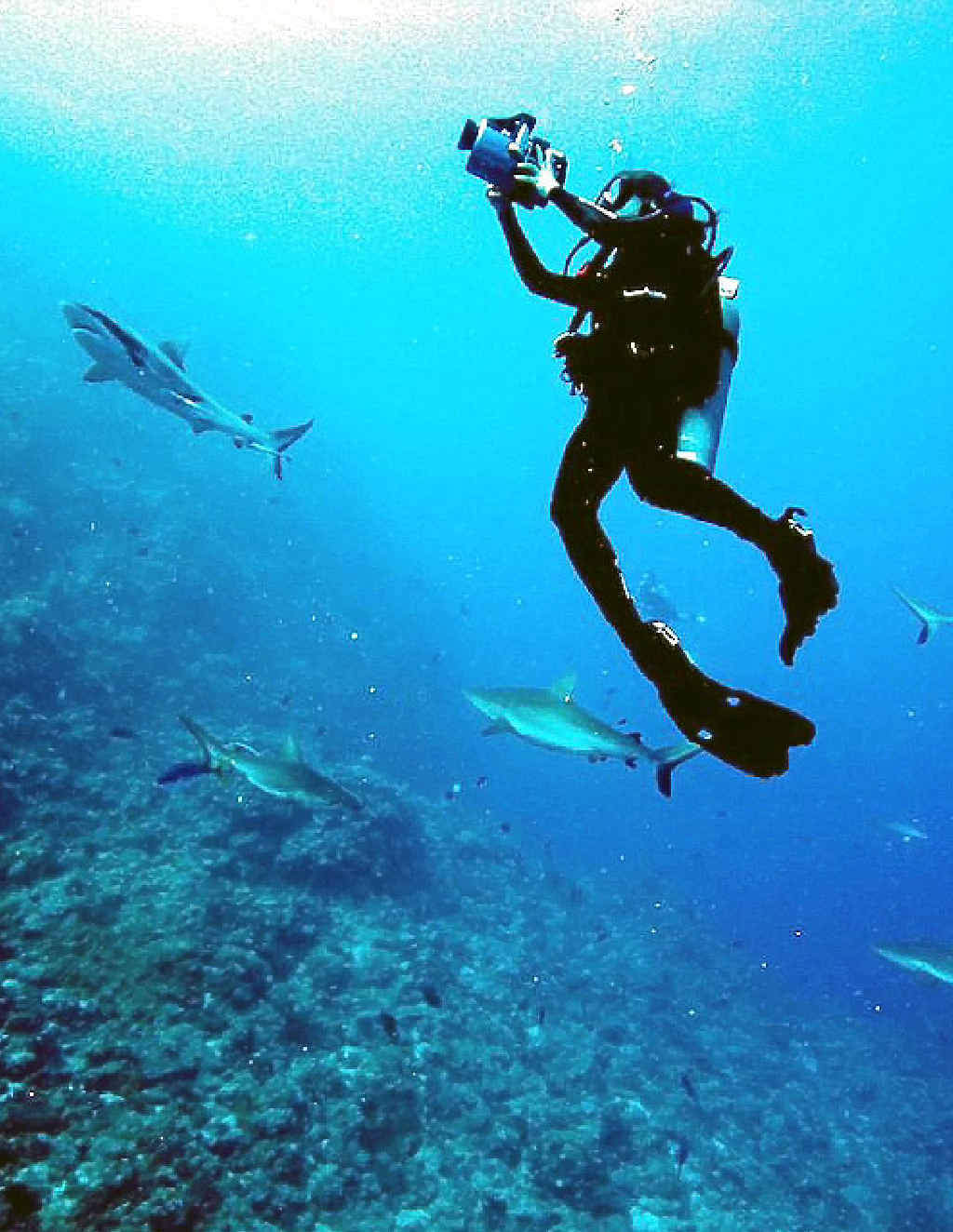 Madi Stewart photographs sharks in the Caribbean. Madi Stewart photographs sharks in the Caribbean.