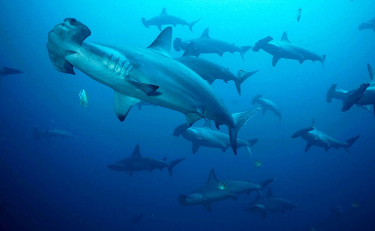 Hammerhead sharks have been added to the protective species list in NSW. Hammerhead sharks have been added to the protective species list in NSW.