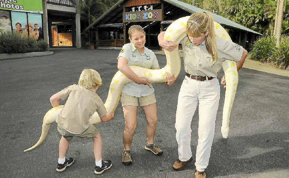 Robert, Bindi and Terri Irwin have their hands full as they carry Alimah the albino Burmese python to her new enclosure at Australia Zoo yesterday. Robert, Bindi and Terri Irwin have their hands full as they carry Alimah the albino Burmese python to her new enclosure at Australia Zoo yesterday.
