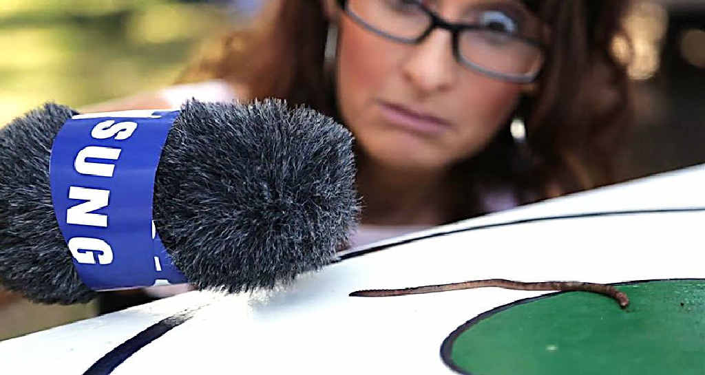 Film-maker Christie McCabe's interview with a worm could get her all the way to the London Olympics. Film-maker Christie McCabe's interview with a worm could get her all the way to the London Olympics.