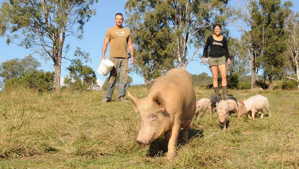 James and Chrissy Peskops have invested everything into their plan to start a free range pig farm at Kandanga. James and Chrissy Peskops have invested everything into their plan to start a free range pig farm at Kandanga.
