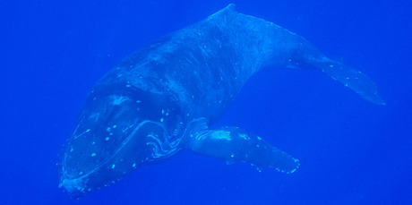 A humpback whale moves through Niue's waters.
A humpback whale moves through Niue's waters.