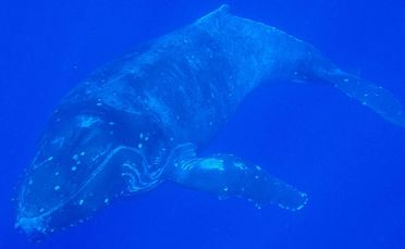 A humpback whale moves through Niue's waters.
A humpback whale moves through Niue's waters.