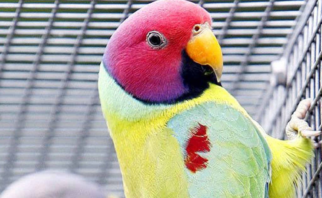 Plum head parrots. Plum head parrots.