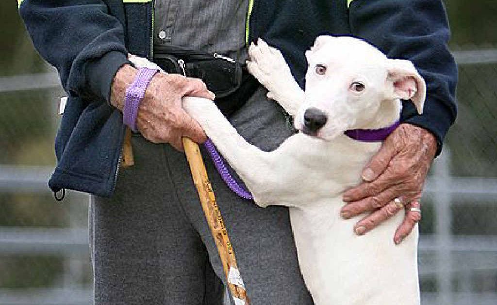 Ted Simpson with Millie, the 500th animal to be adopted from the AWLQ Ipswich branch. Ted Simpson with Millie, the 500th animal to be adopted from the AWLQ Ipswich branch.